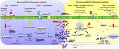 Canonical and Non-Canonical Activation of NLRP3 Inflammasome at the Crossroad between Immune Tolerance and Intestinal Inflammation